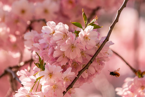 Zierkirschenblüte in Neustadt