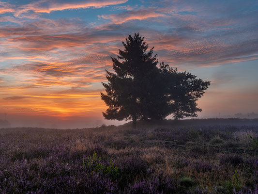Toller Morgen in der Mehlinger Heide