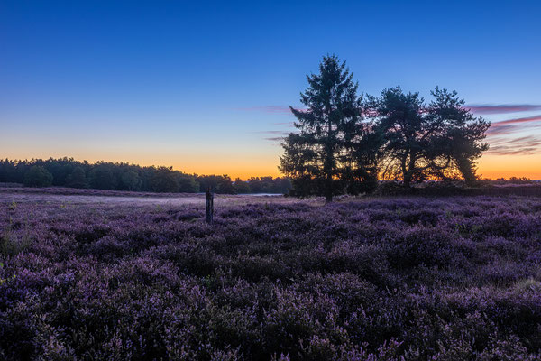Blütezeit in der Mehlinger Heide