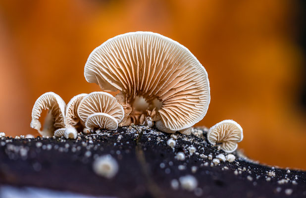 Kleine Waldpilze im Gimmeldinger Tal