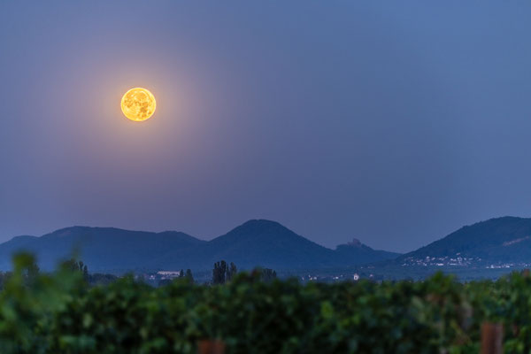 In den Weinbergen bei Duttweiler: Vollmonduntergang hinter der Burg Trifels