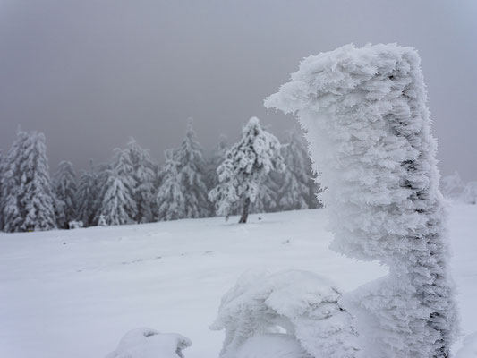 Winter auf der Hornisgrinde