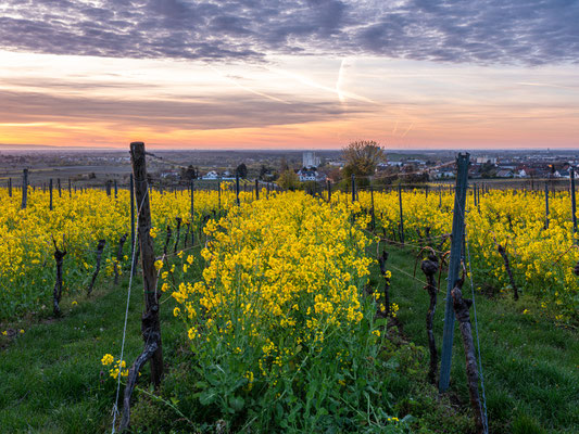Sonnenaufgang in den Weinbergen von Haardt