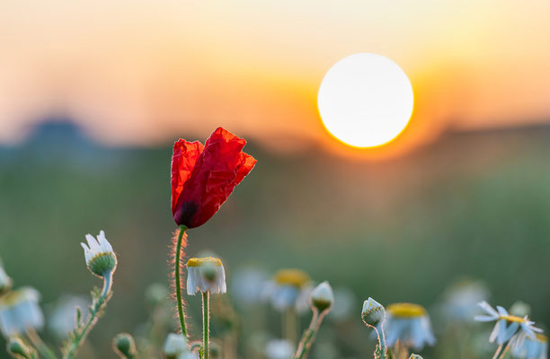 Sonnenaufgang in Neustadts Randlagen