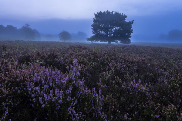 Frühmorgens in der Mehlinger Heide