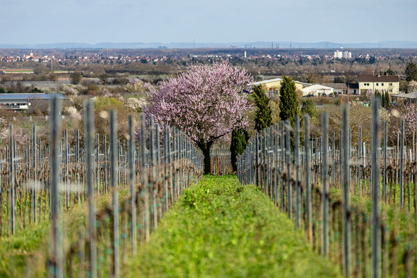Mandelblüte bei Gimmeldingen