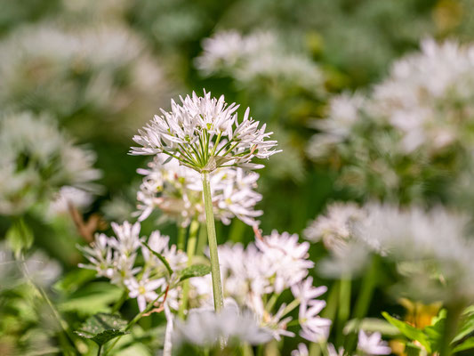 Bärlauchblüte in Neuburgs Wäldern