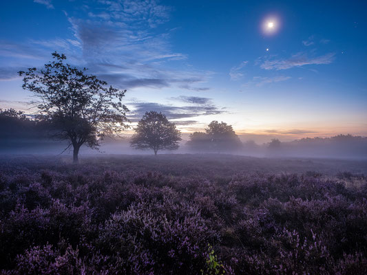 Nebelmorgen in der Mehlinger Heide