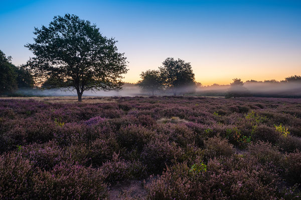 Morgennebel über der Mehlinger Heide