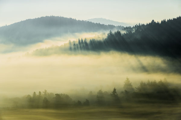 Nebelstimmung im Gegenlicht