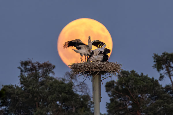 Störche im Vollmondlicht