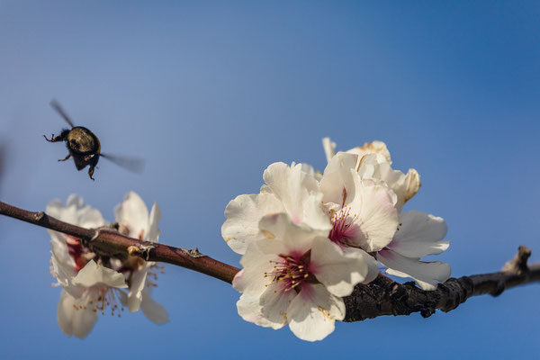 Mandelblüte in Gimmeldingen