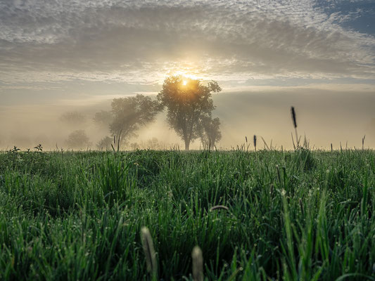 Morgennebel bei Geinsheim