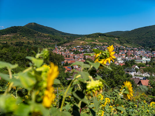 Blick auf Albersweiler