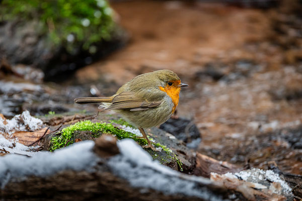 Rotkehlchen im Winterwald