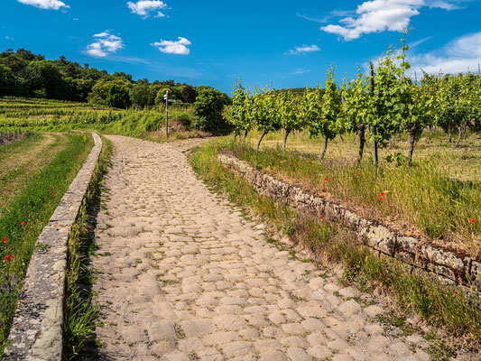 In den Weinbergen oberhalb Neustadts
