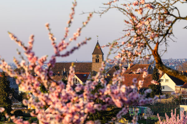 Mandelblüte bei Gimmeldingen