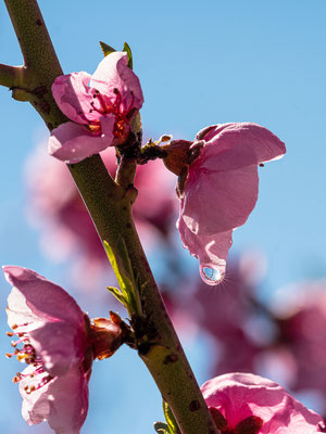 Pfirsichblüte in Neustadt