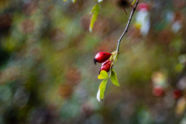Herbst im Modenbachtal