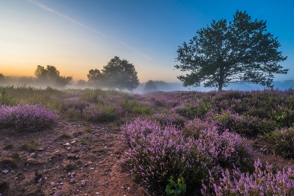 Mehlinger Heide im Morgennebel