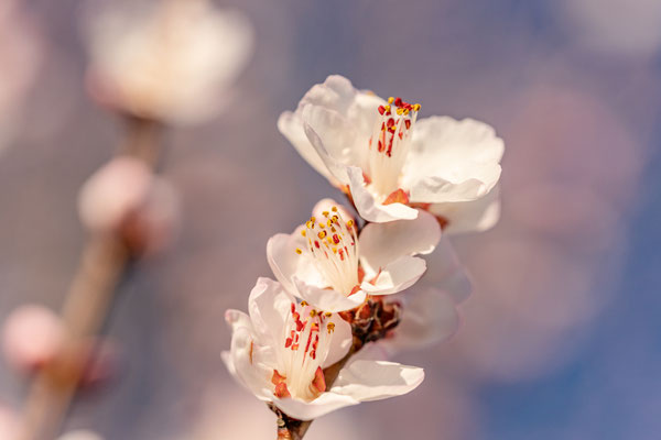 Bereits Anfang Februar: erste Mandelblüte bei Gimmeldingen
