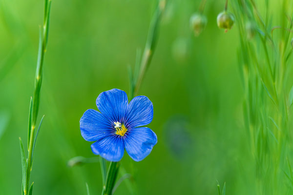 Blühender Lein