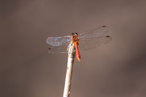 Heidelibelle