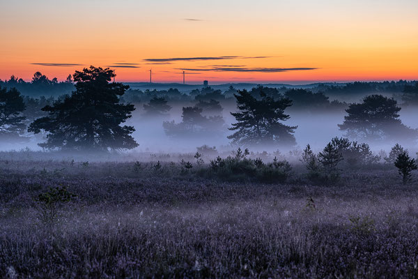 Bodennebel in der Mehlinger Heide
