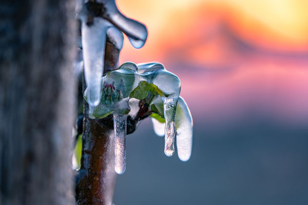 Frostschutzberegnung bei Neustadt