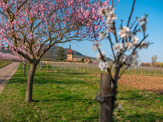 Mandelblüte am Geilweilerhof