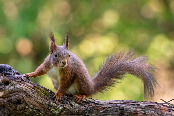 Eichhörnchen