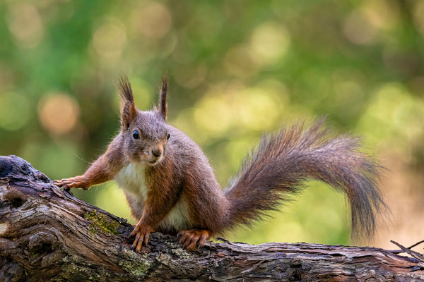 Eichhörnchen