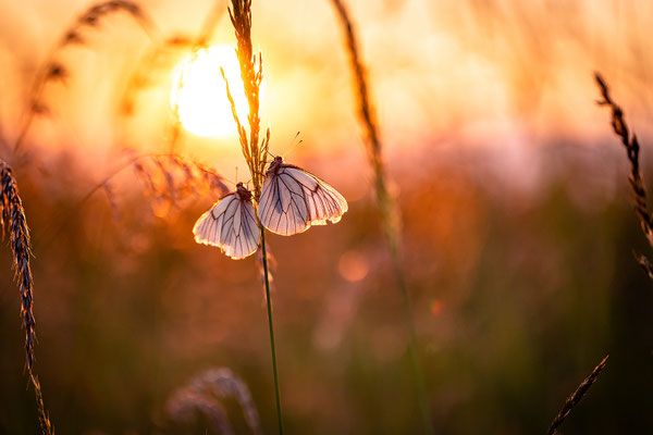 Baumweißlinge im Morgenlicht