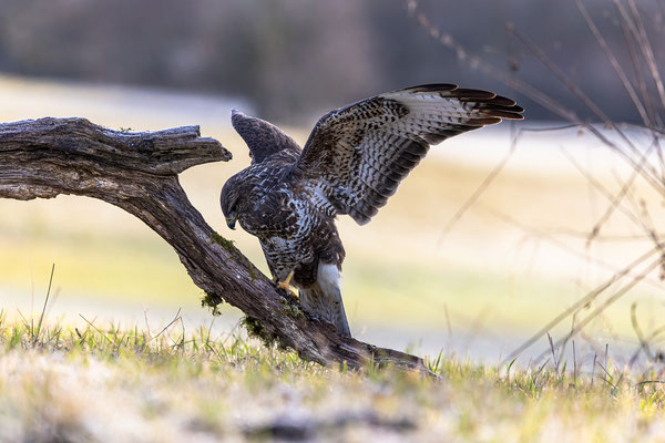 Mäusebussard