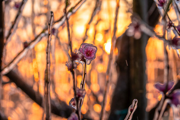 Frostschutzberegnung bei Neustadt