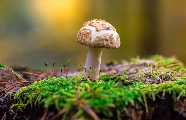 Waldpilze im Modenbachtal