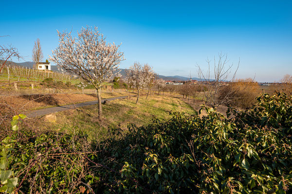 Beginnende Mandelblüte bei Maikammer