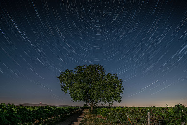 Startrail (Sternspuren) in den Weinbergen bei Duttweiler