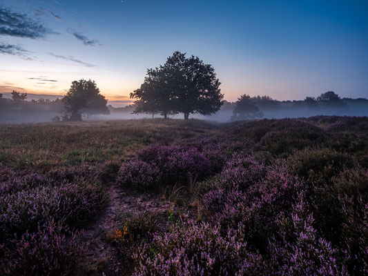 Nebelmorgen in der Mehlinger Heide