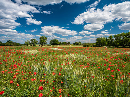 Wildblumenwiese bei Diedesfeld
