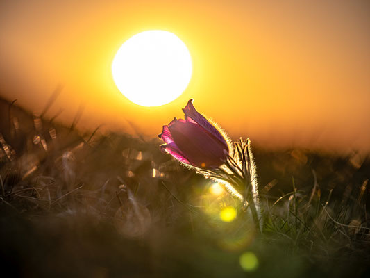 Blüte der Küchenschellen bei Falkenstein