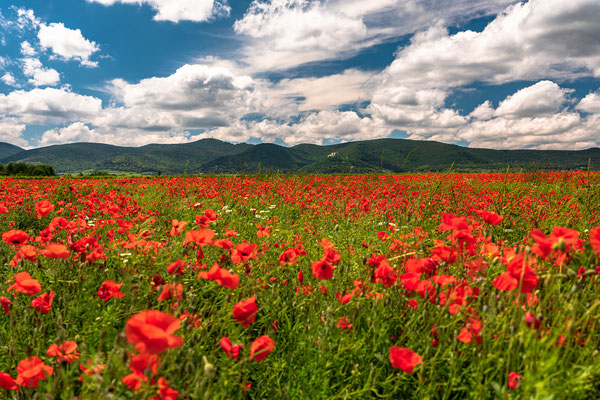 Mohnwiese bei Duttweiler