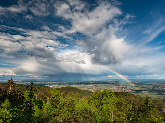 Nach dem Regen auf der Kalmit