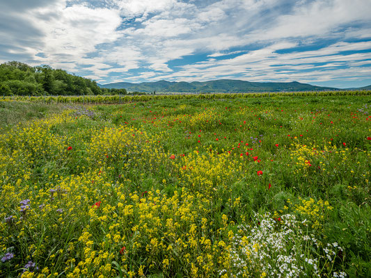 Wildblumenwiese bei Diedesfeld
