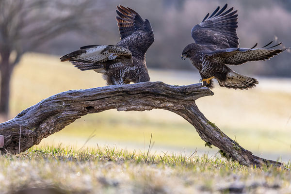 Mäusebussard