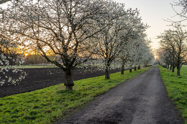 Kirschbaumallee bei Graben-Neudorf