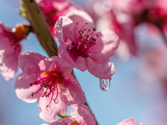 Pfirsichblüte in Neustadt