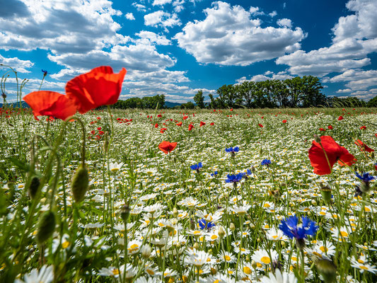 Wildblumenwiese bei Freimersheim