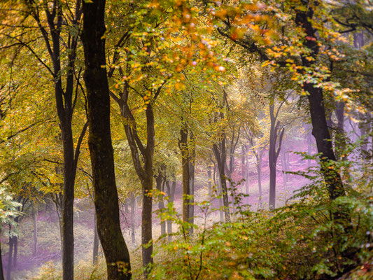 Herbststimmung in Neustadts Wäldern
