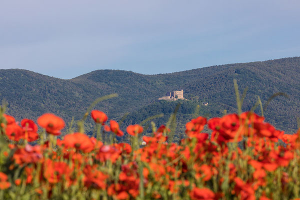 Mohnblüte bei Diedesfeld